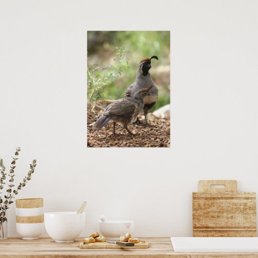 Gambels Quail met griet Poster (Keuken)