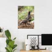 Gambels Quail met griet Poster (Thuiskantoor)