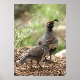 Gambels Quail met griet Poster