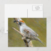 Gambels Quail natuur briefkaart (Voorkant / Achterkant)