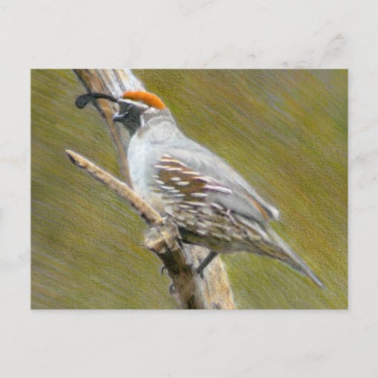 Gambels Quail natuur briefkaart (Voorkant)
