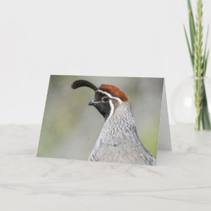 Gambels Quail Notecard Kaart
