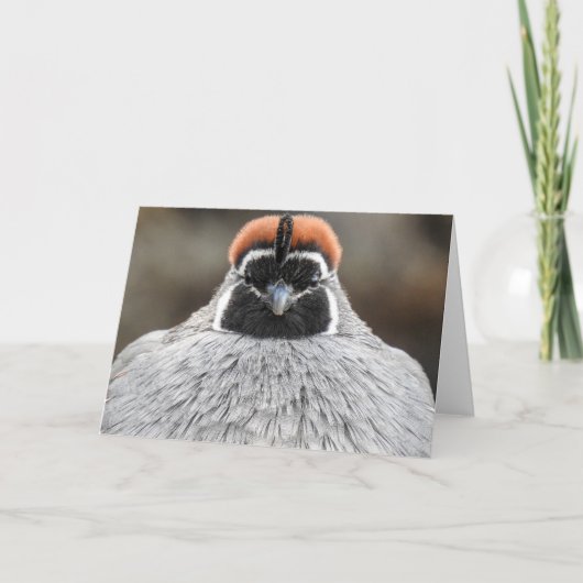 Gambels Quail Notecard Kaart (Voorkant)