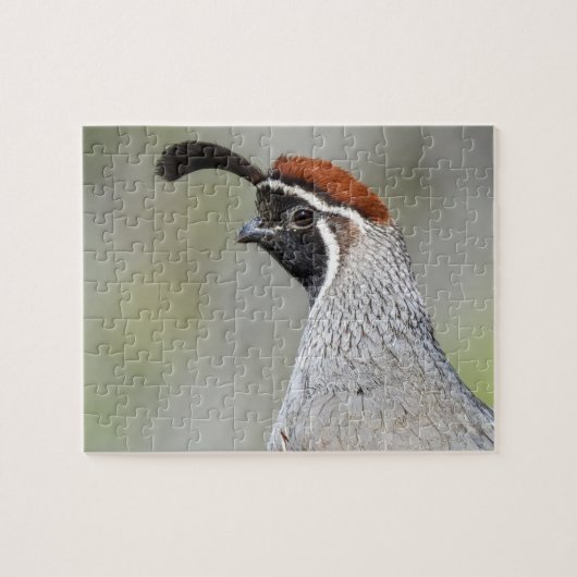 Gambels Quail Puzzle Legpuzzel (Horizontaal)