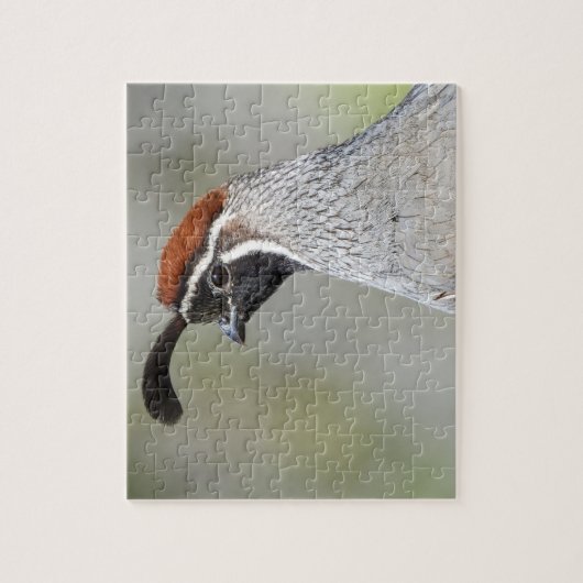Gambels Quail Puzzle Legpuzzel (Verticaal)