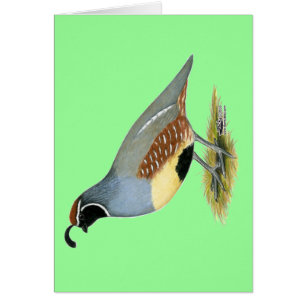 Gambels woestijnkwartel