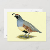 Gambels woestijnkwartel briefkaart (Voorkant / Achterkant)