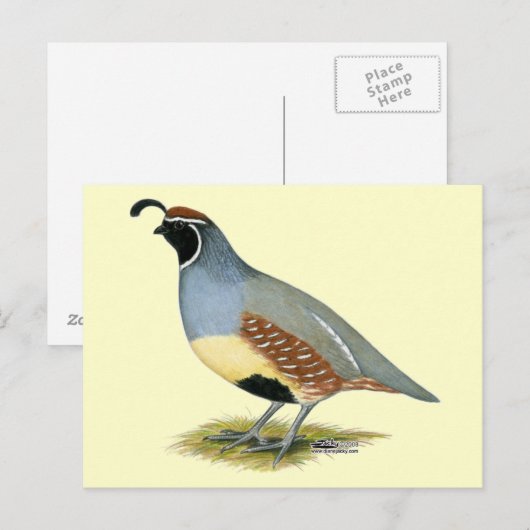 Gambels woestijnkwartel briefkaart (Voorkant / Achterkant)