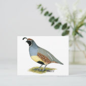 Gambels woestijnkwartel briefkaart (Staand voorkant)