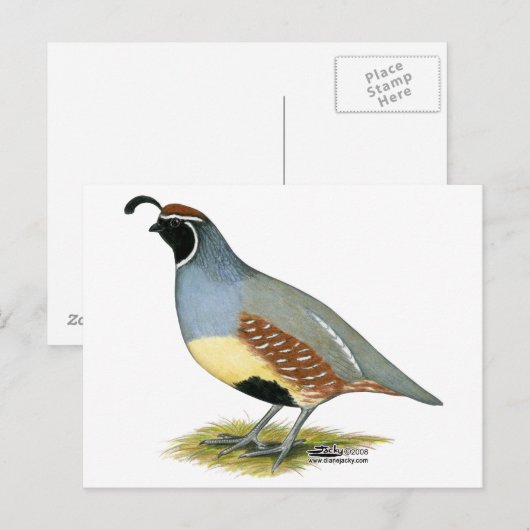 Gambels woestijnkwartel briefkaart (Voorkant / Achterkant)