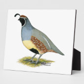 Gambels woestijnkwartel fotoplaat (Zijkant)