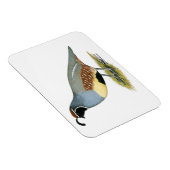 Gambels woestijnkwartel magneet (Rechterzijde)