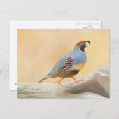 Gambrel's kwartels briefkaart (Voorkant / Achterkant)