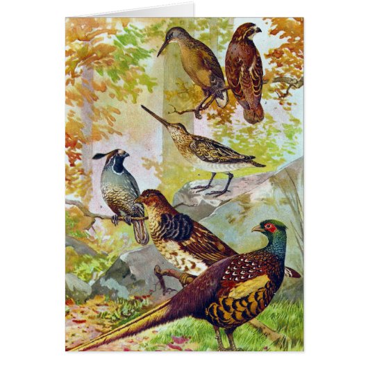 Game Birds 1902 True Stone Chromolithograaf (Voorkant)