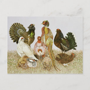 Game Birds Briefkaart