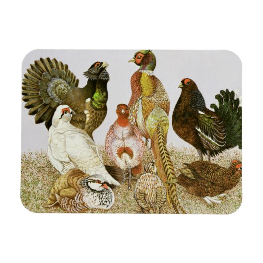 Game Birds Magneet (Horizontaal)
