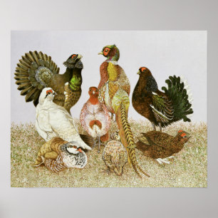 Game Birds Poster