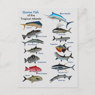 Game Fish of the Tropical Atlantic Postcard Briefkaart