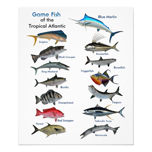 Game Fish van de Tropische Atlantische fotoprint Foto Afdruk (Voorkant)
