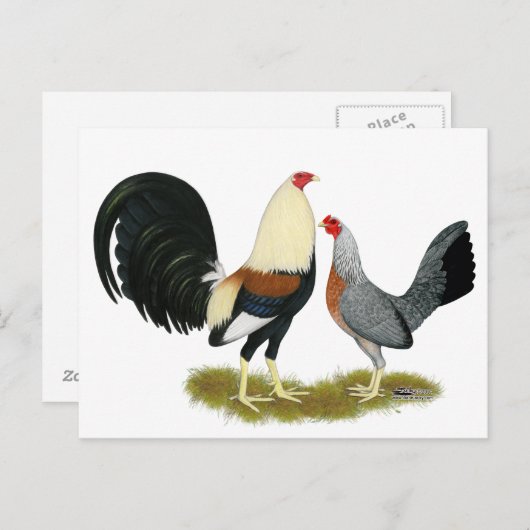 Game Fowl Pair Briefkaart (Voorkant / Achterkant)