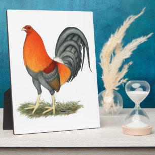 Gamecock Blauwe Rode Haantje Fotoplaat