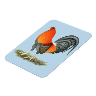 Gamecock Blauwe Rode Haantje Magneet