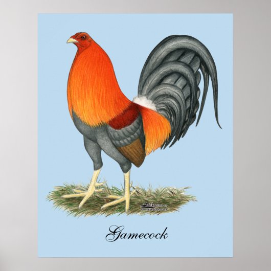Gamecock Blauwe Rode Haantje Poster (Voorkant)