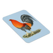Gamecock Blue Red Rooster Magneet (Rechterzijde)