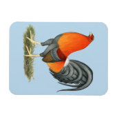 Gamecock Blue Red Rooster Magneet (Horizontaal)