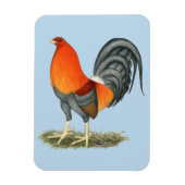 Gamecock Blue Red Rooster Magneet (Verticaal)