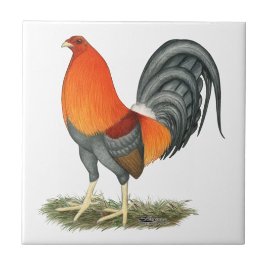 Gamecock Blue Red Rooster Tegeltje (Voorkant)
