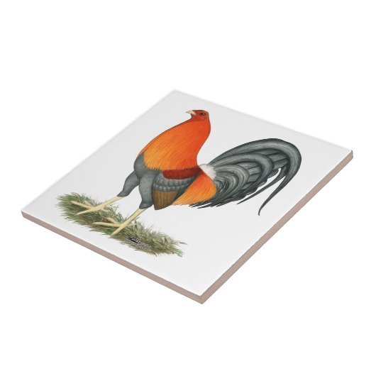 Gamecock Blue Red Rooster Tegeltje (Zijkant)