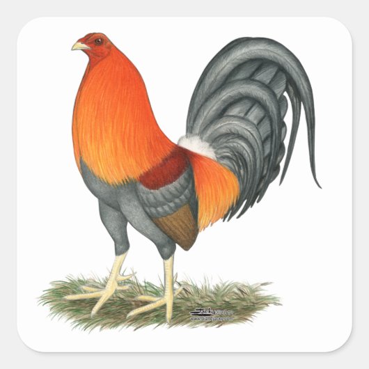 Gamecock Blue Red Rooster Vierkante Sticker (Voorkant)