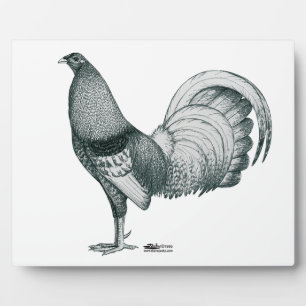 Gamecock Crele of Dom Fotoplaat