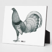Gamecock Crele of Dom Fotoplaat (Zijkant)