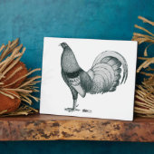 Gamecock Crele of Dom Fotoplaat (Zijkant)