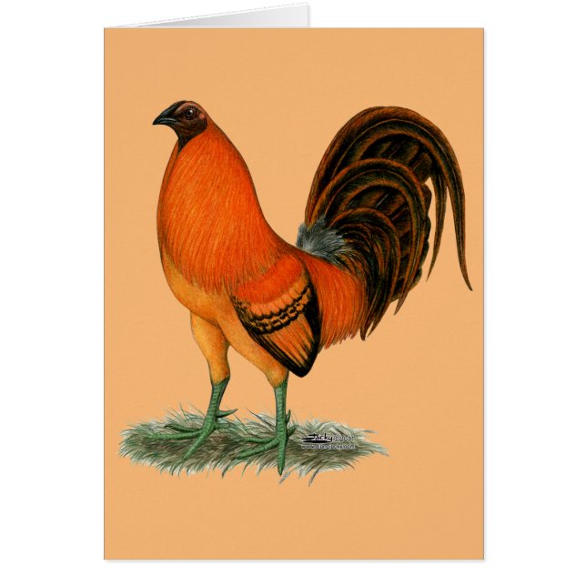 Gamecock Ginger Red Rooster (Voorkant)