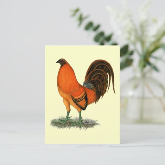 Gamecock Ginger Red Rooster Briefkaart (Staand voorkant)