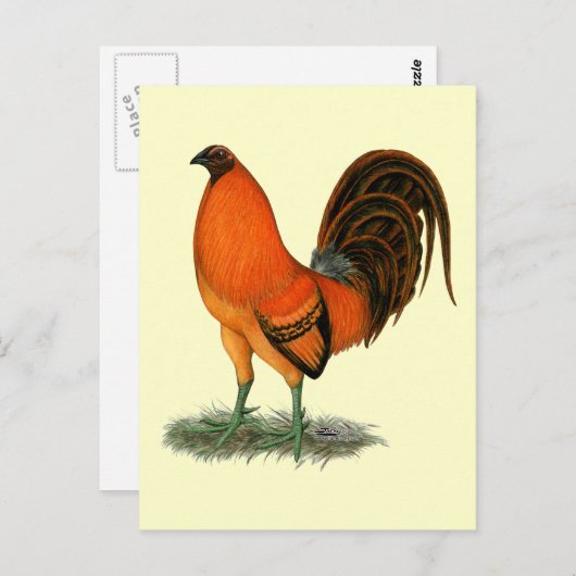 Gamecock Ginger Red Rooster Briefkaart (Voorkant / Achterkant)