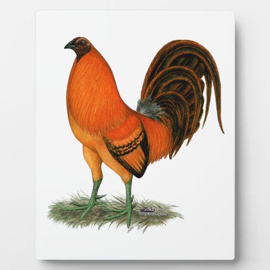Gamecock Ginger Red Rooster Fotoplaat (Voorkant)