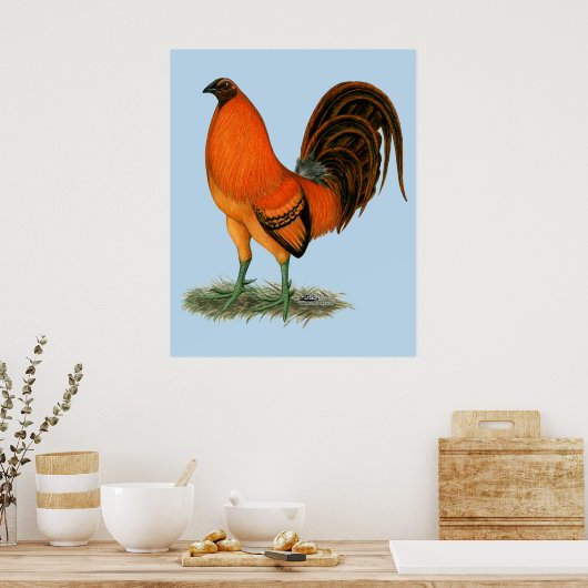Gamecock Ginger Red Rooster Poster (Keuken)