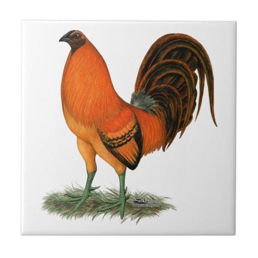 Gamecock Ginger Red Rooster Tegeltje (Voorkant)