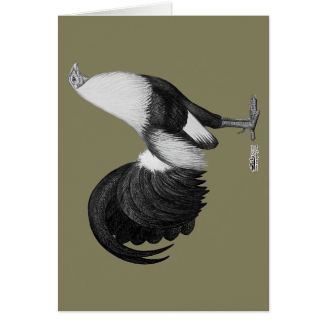 Gamecock Grijze Duckwing (Voorkant)