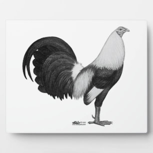 Gamecock Grijze Duckwing Fotoplaat
