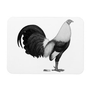 Gamecock Grijze Duckwing Magneet