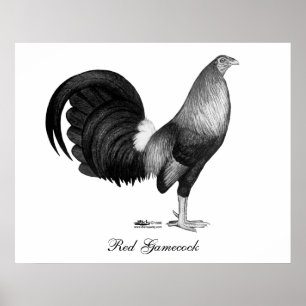 Gamecock Red Hatch Poster