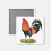 Gamecock Wheaten Rooster Magneet (Voorkant / Achterkant)