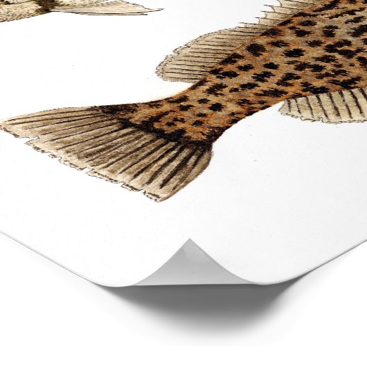 Gamefish- Nassau Grouper, Sheepshead & Gag Grouper Poster (Hoek)