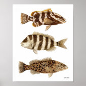 Gamefish- Nassau Grouper, Sheepshead & Gag Grouper Poster (Voorkant)