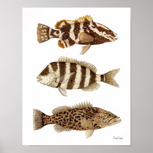 Gamefish- Nassau Grouper, Sheepshead & Gag Grouper Poster (Voorkant)